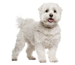 maltese dog breed facts and