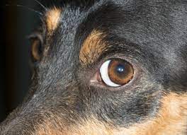 degeneration of the cornea in dogs petmd