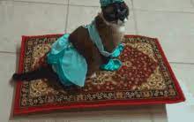 princess cat gif magic carpet cat