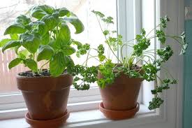 7 Foods You Can Easily Grow Indoors