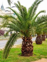 small palm trees learn about