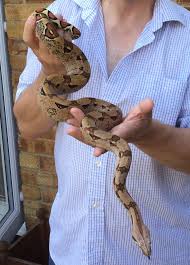 Boa Constrictor Growth Reptile Forums