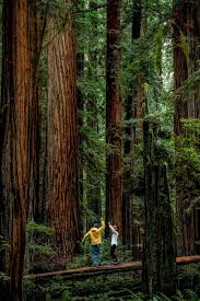 Experience awe with a trip to redwood national park. 12 Stunning Things To Do In Redwood National Park 2021