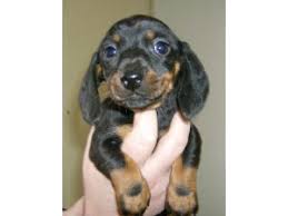 Louie's dachshund puppies for sale in nc: Dachshund Puppies In Illinois