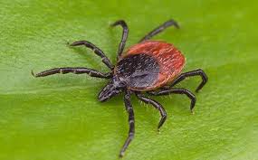 ticks dangerous disease what