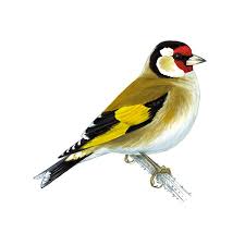 goldfinch bird facts carduelis carduelis