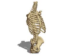 Human female torso anatomy 3d model available on turbo squid, the world's leading provider of digital 3d models for visualization, films, television, and games. Anatomy Female Torso Bones Free 3d Model 3ds Obj Open3dmodel 185056