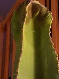 C'est le cactus idéal pour les enfants car il ne porte quasiment pas d'épines. Sos Cactus Malade