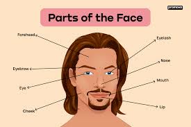 parts of the face full voary