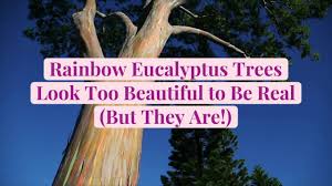 This Type of Eucalyptus Tree Looks Too Beautiful to Be Real
