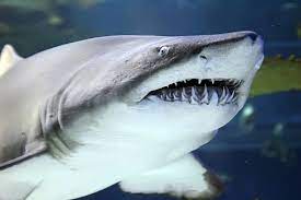 This species of shark often occupies the subtropical shallow waters of coral reefs, mangroves, enclosed bays, and river mouths; Shark Teeth