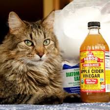 get rid of fleas on cats