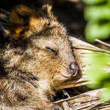 Quokkas need very little water eating habits: 5 Strange Facts About Quokkas The New York Times
