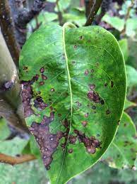 pear leaf blight and fruit spot learn