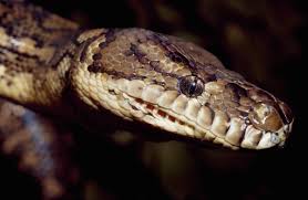 python hides out in car engine of