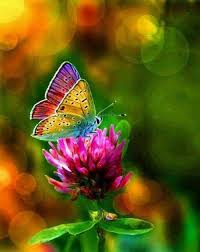 Image result for butterfly and flower images