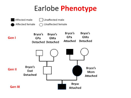 Pedigree Chart For Attached Earlobes Pedigree Chart For Free