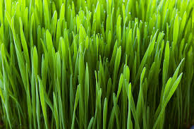 El jugo de hierba de trigo ayuda para aliviar la inflamación 
