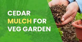 Cedar Mulch Good For Vegetable Gardens
