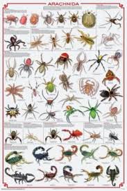 65 Best Spiders Images Spider Insects Bugs Insects