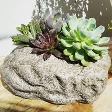 Succulent Rock Garden In Largo Fl