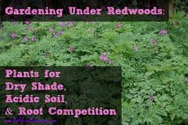 gardening under redwoods dealing with