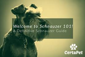 Welcome To Schnauzer 101 A Definitive Schnauzer Guide