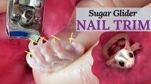 untamed sugar glider nail trim what i