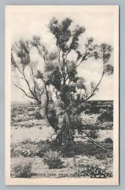 Desert Smoke Tree Indio California Wb