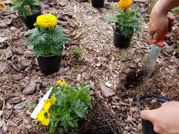 Grow And Care For Marigold Flowers