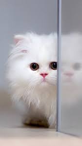White Cats Wallpapers