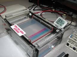 tracking dye in gel electropsis