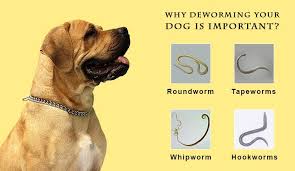 Also, deworming must begin after fifteen days of age and will be repeated throughout the dog's life. My Puppy Poop Worms After Deworming What You Need To Know Home Pet Best Automatic Pet Feeder