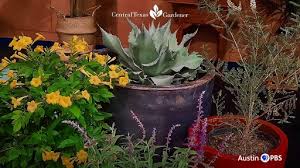 Plant List Central Texas Gardener