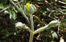 Scheda IPFI, Acta Plantarum Ranunculus_monspeliacus