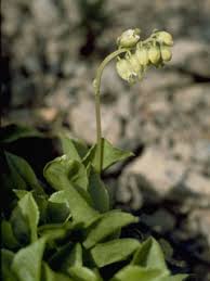 Orthilia secunda (Sidebells wintergreen) | Native Plants of North ...