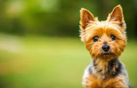 Silky poo (silky terrier x poodle) info, puppies, pictures. Silky Terrier Temperament Health History And More