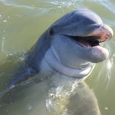 hilton head island dolphin tour