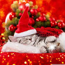 Really cute Christmas kitten Ultra HD ...