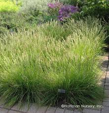 Sesleria autumnalis | Hoffman Nursery