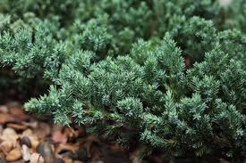 grow and care for creeping juniper