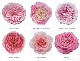 Varieties Of Pink Garden Roses Garden