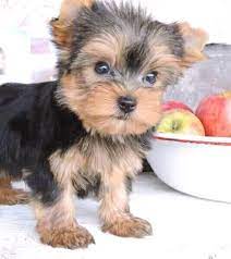 Yorkshire terrier puppies for adoption. Teacup Yorkie Puppies For Adoption Posts Facebook