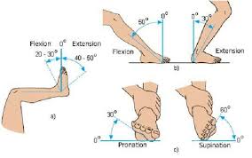 Normal Values For Ankle Movements A B Flexion