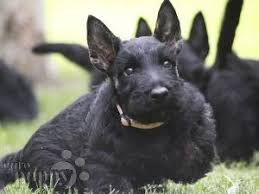 It has been key in helping us to continuously deliver premium scottish terrier puppies. Scottish Terrier For Sale Scottish Terrier Puppies