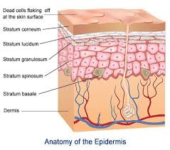 Do You Know Your Skin Layers Of The Epidermis And Their
