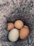 Are eggs still good if they freeze in the coop?