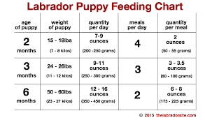 How Much To Feed A Puppy The Best Tips On Puppy Diets