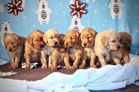 Our purebred golden retrievers are registered with the american kennel club. Golden Acres Akc Golden Retrievers Home Facebook