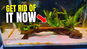 brown algae in fish tank 4 reasons